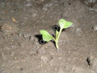 Семена хрена (Катран Аккорд) очень ядреный