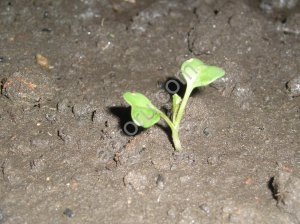 Семена хрена (Катран Аккорд) очень ядреный