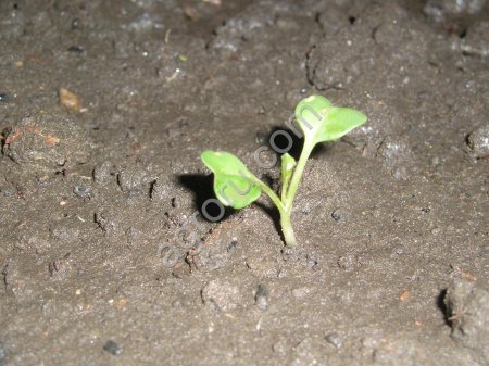 Семена хрена (Катран Аккорд) очень ядреный