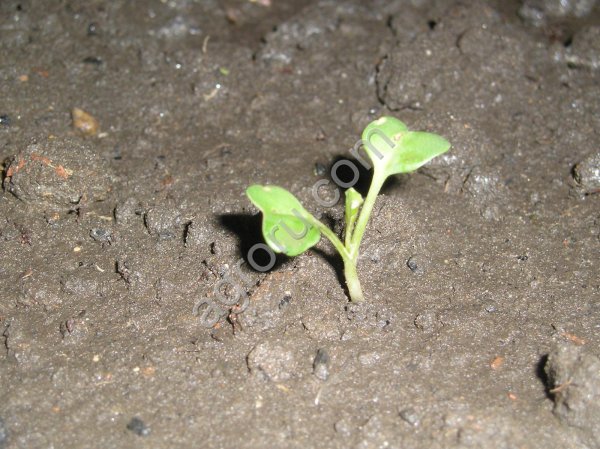 Семена хрена (Катран Аккорд) очень ядреный