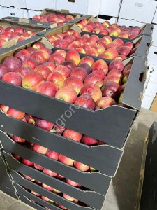 Яблоки оптом.