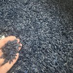 Семена кукурузы, подсолнечника, рапса урожая г