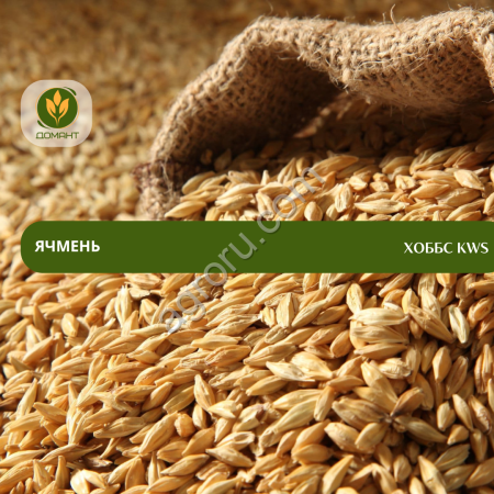 Семена ячменя Хоббс KWS (ЭС)