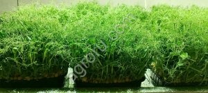 Микрозелень (Горох Элита)