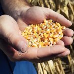 Кукуруза РОСС 140 МВ F1 ФАО 140