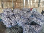 чеснок сорт Гулливер оптом 4-5см