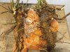 Хрен, свежевыкопанный корень, оптом
