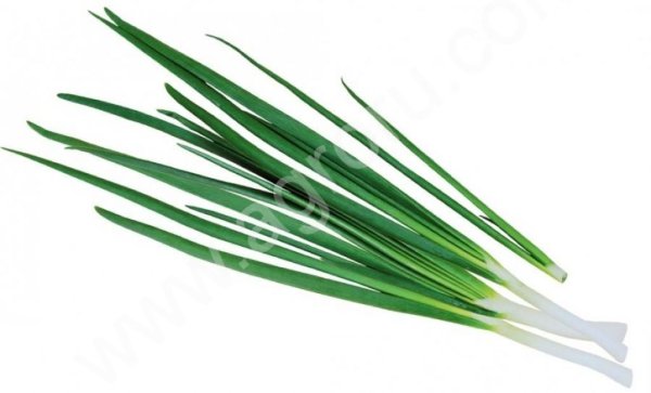 Лук зеленый (перо)