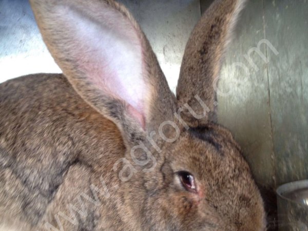 Племенные кролики различных пород