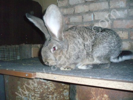 Кролики мясной породы фландр