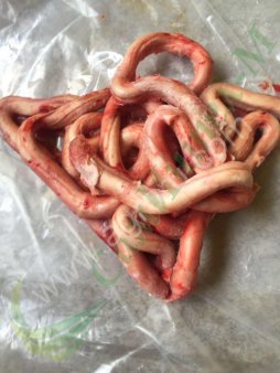 Пенис бычий