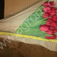 Тюльпаны оптом от производителя