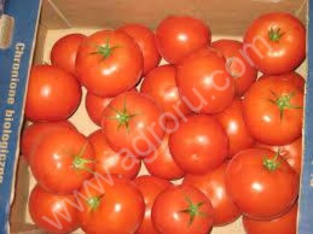 Помидор тепличный