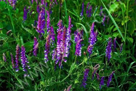 Люцерна изменчивая