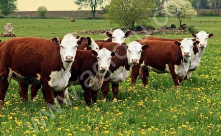 Бычки казахской белоголовой породы