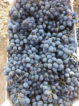 Виноград Молдова