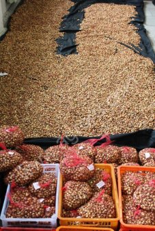 Лук репчатый (севок) Штутгартер Ризен