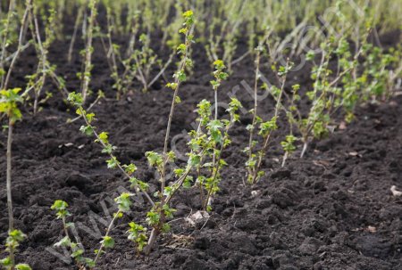 Черенки и саженцы черной смородины.