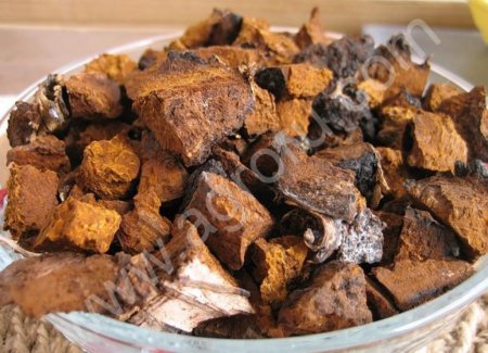 чага(берёзовый гриб)