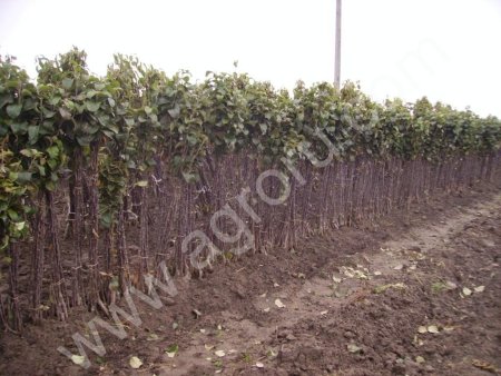 Саженцы плодово-ягодных культур