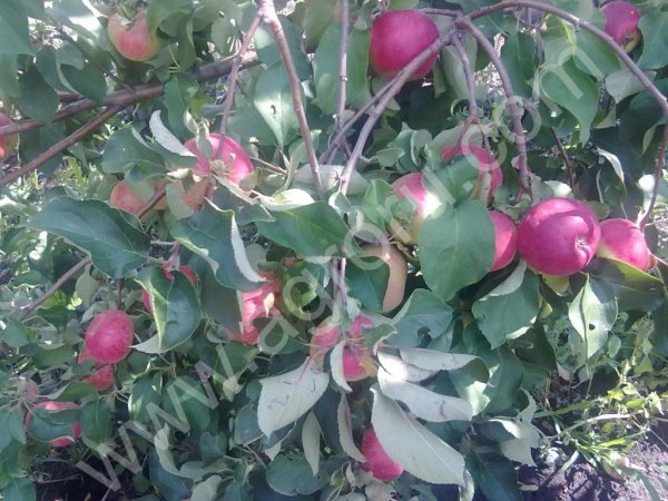 саженцы плодовых деревьев