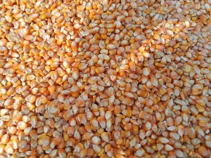 Кукуруза продовольственная