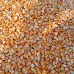 Кукуруза продовольственная