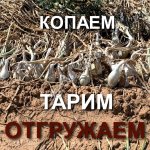 Лук на зелень Новый