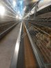 Клеточное оборудование для птицеводства