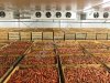 Холодильное Оборудование для Овощехранилища. Агрегаты Воздухоохладители