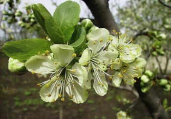 Формирование кроны яблони. Часть 1.