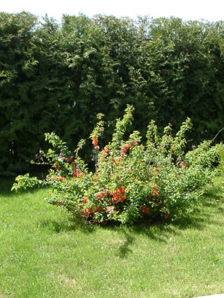 Лимонник