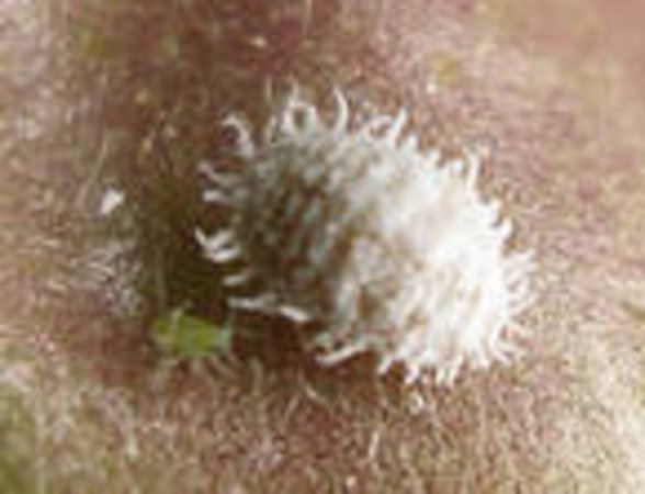 На полях Лаишевского района прошел пресс-тур для представителей СМИ