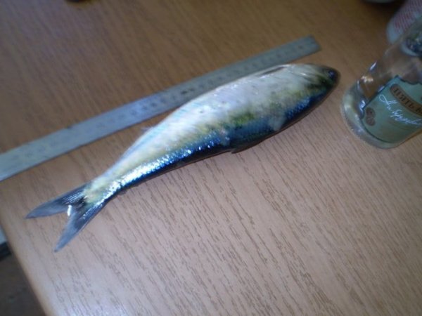 Рыбные цены Волгодонска