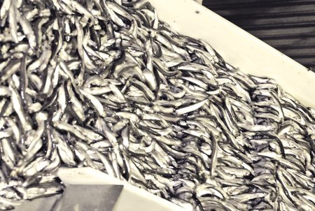 Новости погранветконтроля