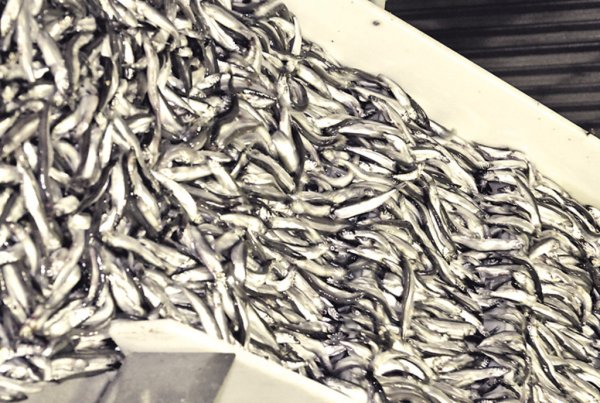 Новости погранветконтроля