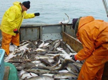 Рыба мечты: почему она гибнет, и как выбрать рыбу приличного качества
