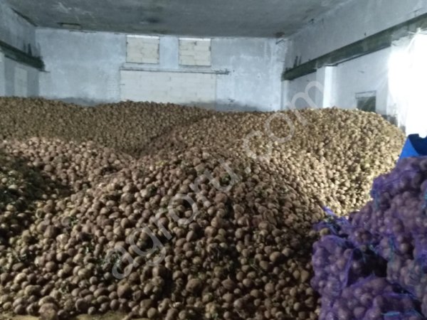 Свекла столовая