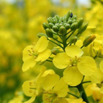 Мировые переходящие запасы рапса уменьшатся