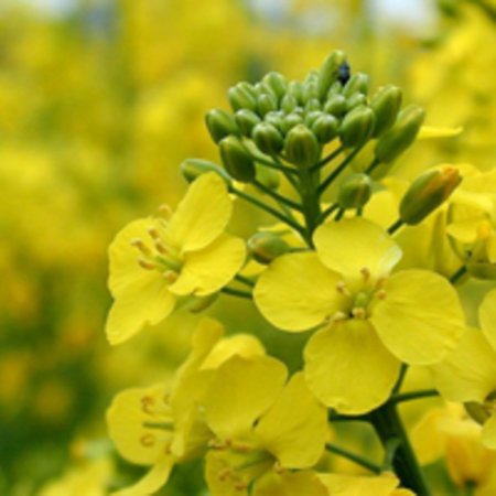 Мировые переходящие запасы рапса уменьшатся