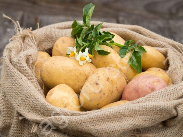 Картофель