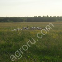 Земельный участок