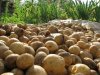 Золотой картофель