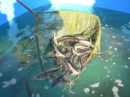 Поликомплексная реконструкция рыбокомбината