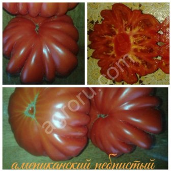 Рассада томатов