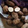 Картофель сорта ЯНКА оптом от 20 тонн