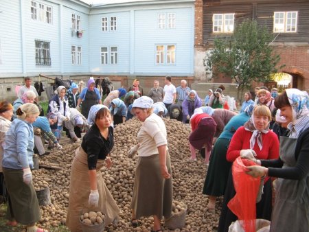 В Кыргызстане собран урожай картофеля в размере почти 1,4 млн. тонн