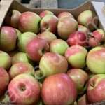 Яблоко,Чемпион 70+