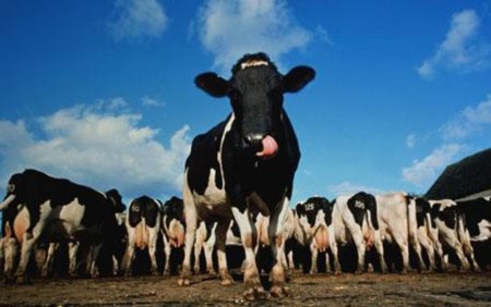 Молочное животноводство возрождают в Торжке