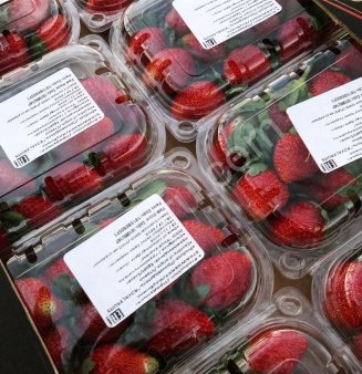 Свежая клубника «София»